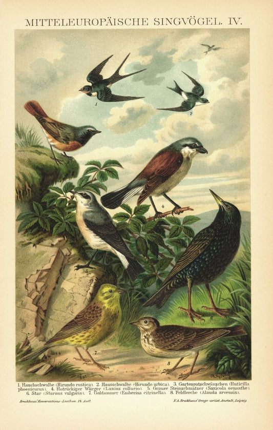 Mitteleuropäische Singvögel IV. Lithographie von 1895