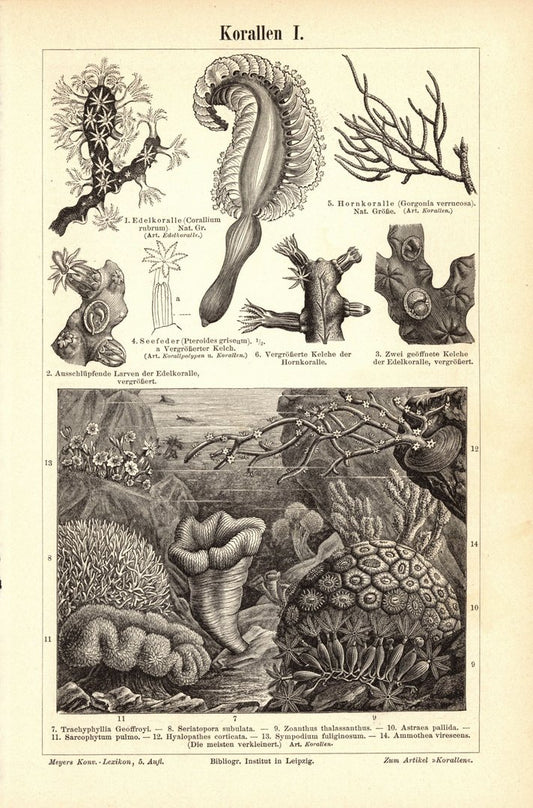 Korallen. Buchillustration (Stich) von 1896