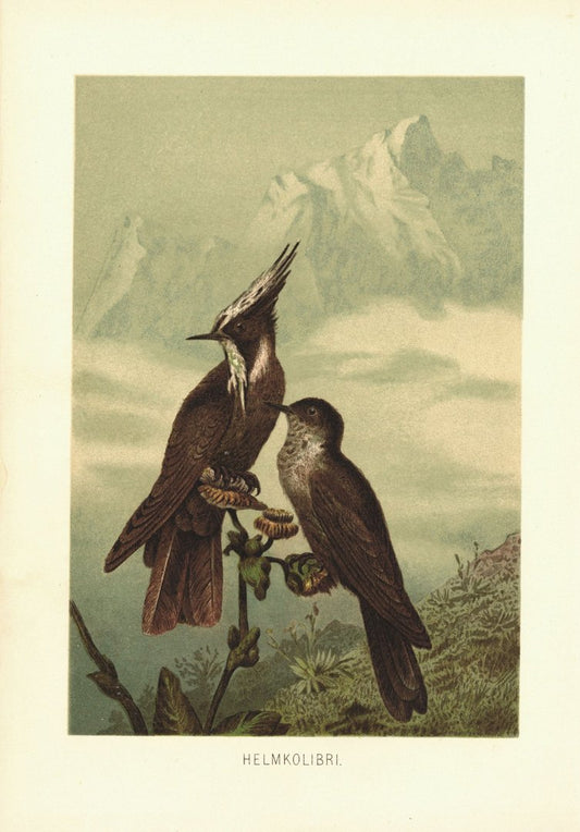Helmkolibri, Vogel. Lithografie von 1890