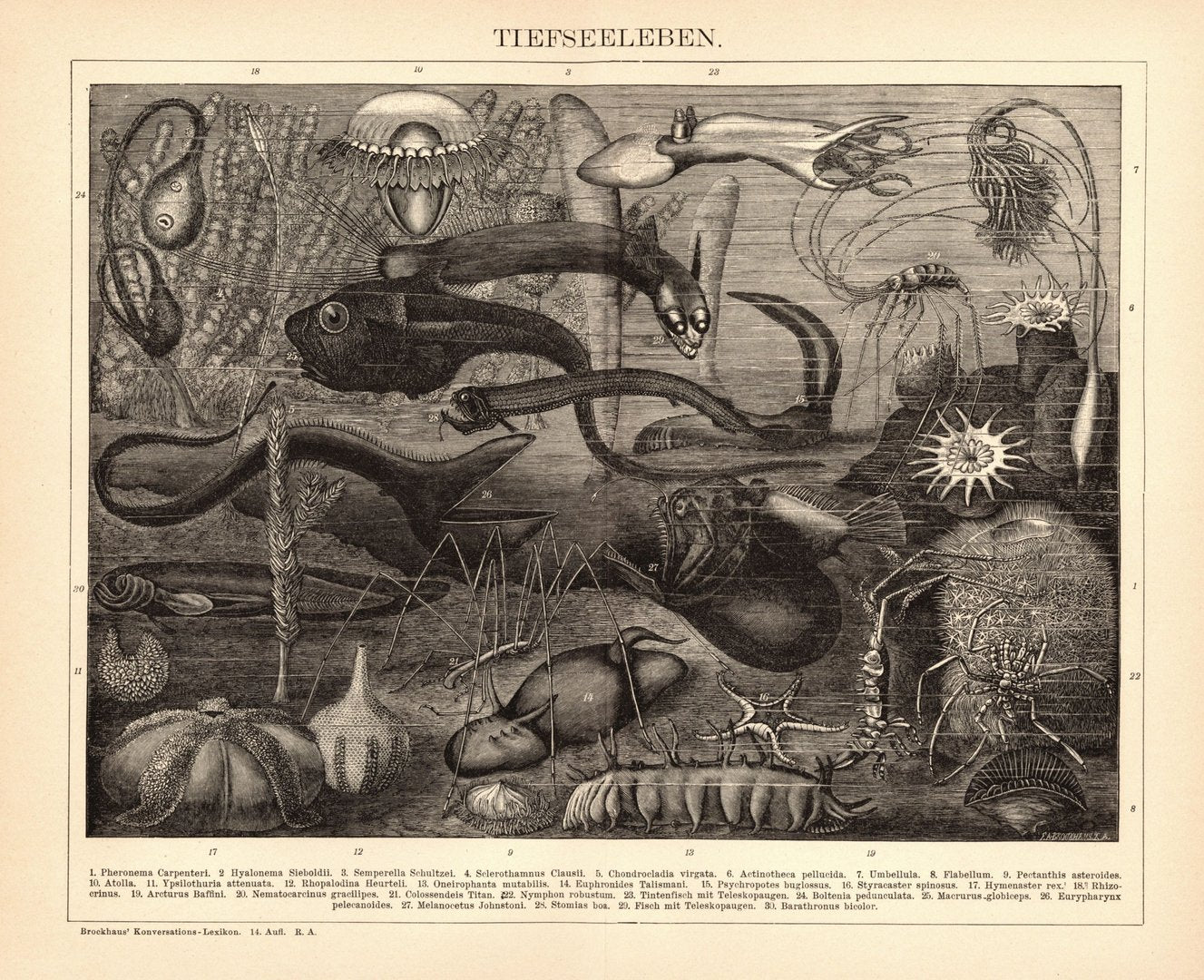 Tiefseeleben. Buchillustration (Stich) von 1897