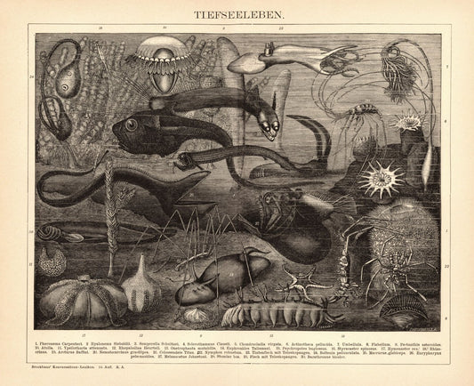 Tiefseeleben. Buchillustration (Stich) von 1897