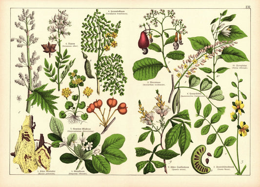 Pflanzen,  Decandria Monogyniaz.B. Rhabarber. Farblithografie von 1887. Tafel 21