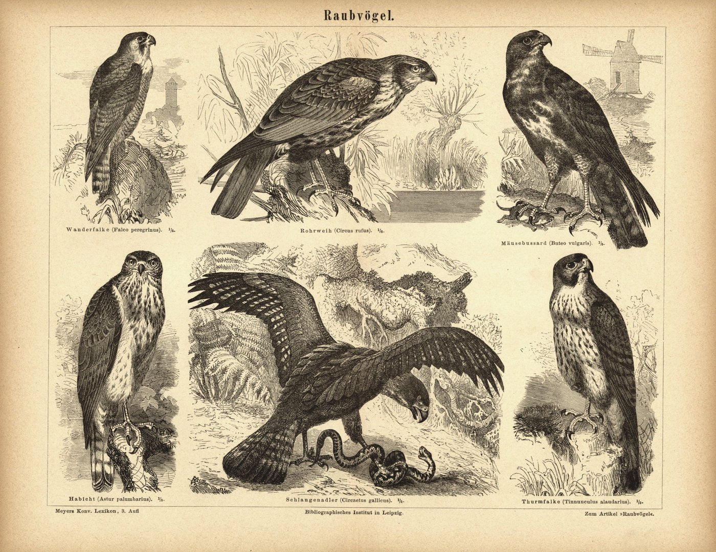 Raubvögel. Buchillustration (Stich) von 1878