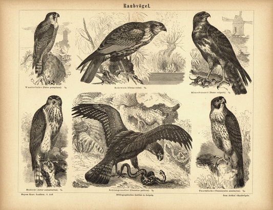 Raubvögel. Buchillustration (Stich) von 1878