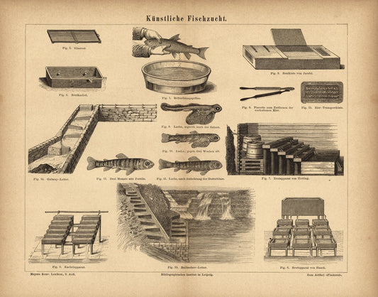 Künstliche Fischzucht. Buchillustration (Stich) von 1876