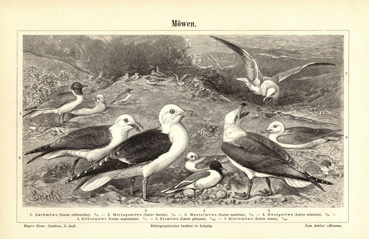 Möwen. Buchillustration (Stich) von 1897