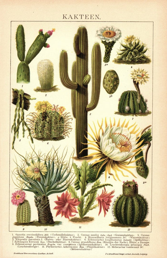 Kakteen. Lithografie von 1920