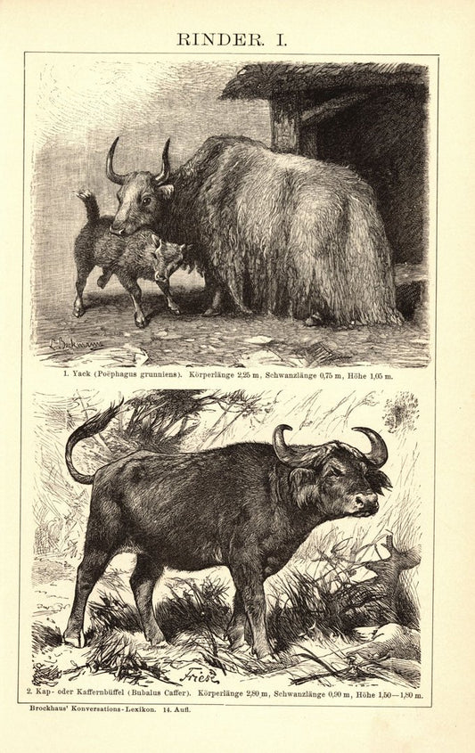 Rinder. Buchillustration (Stich) von 1897