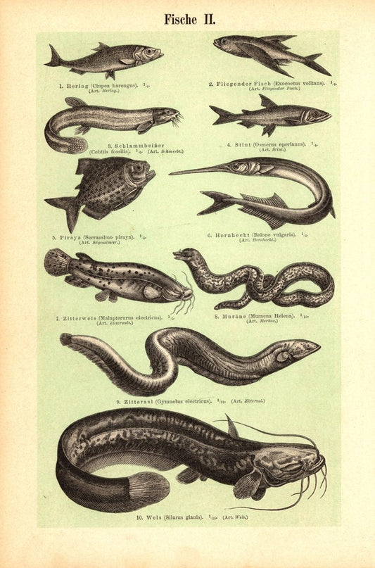 Fische I,II. Buchillustration (Stich) von 1895