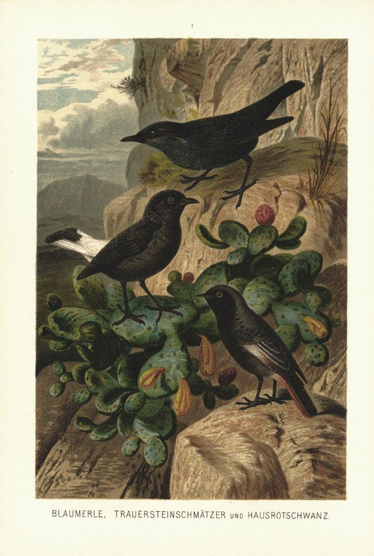 Blaumerle, Trauersteinschmätzer und Hausrotschwanz, Vögel. Lithografie von 1890