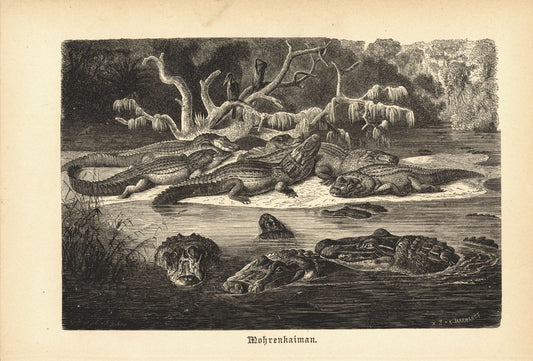 Mohrenkaiman, Krokodil, Alligator. Buchillustration (Holzschnitt) von 1890