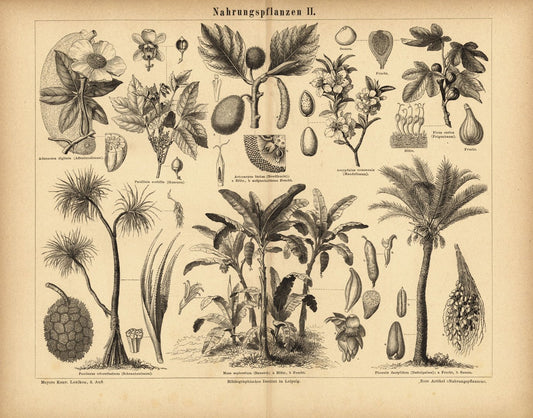 Nahrungspflanzen II. Buchillustration (Stich) von 1877