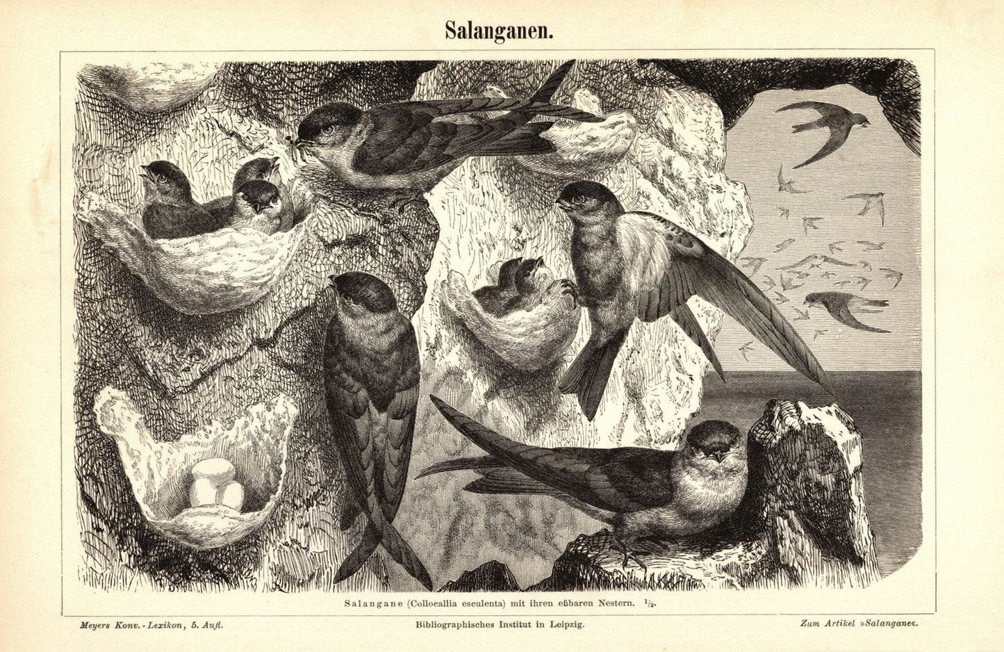 Salanganen, Vögel. Buchillustration (Stich) von 1897