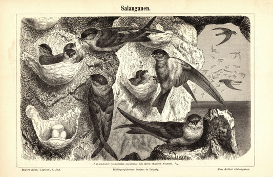 Salanganen, Vögel. Buchillustration (Stich) von 1897