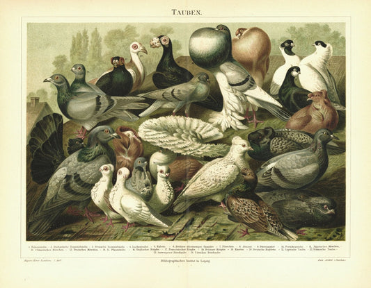 Tauben. Lithografie von 1897