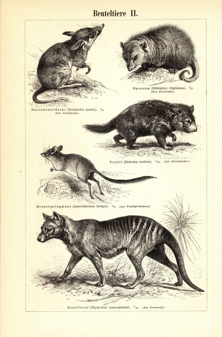 Beuteltiere. Buchillustration (Stich) von 1893