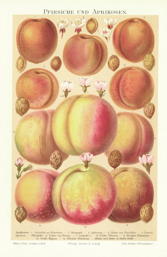Pfirsiche und Aprikosen, Steinobst. Lithografie von 1896