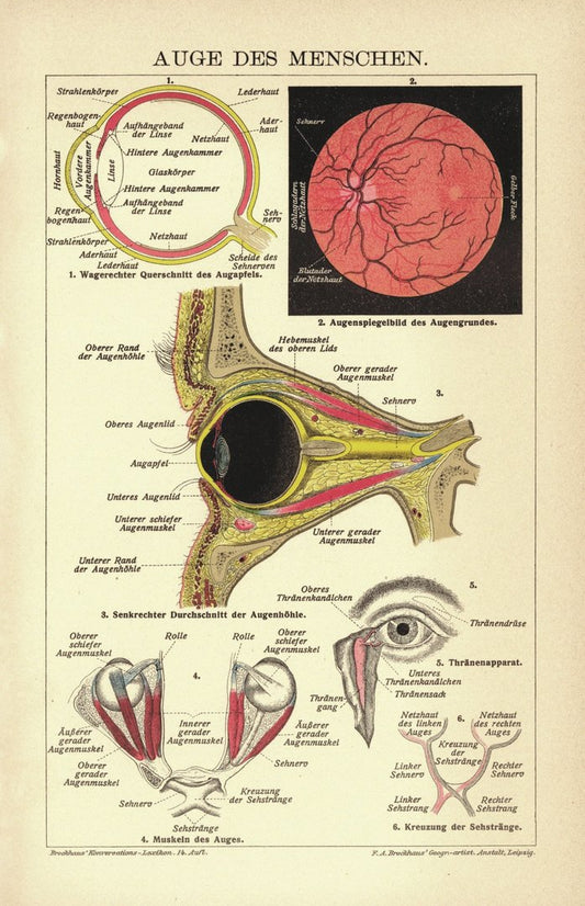 Auge des Menschen. Lithografie von 1920