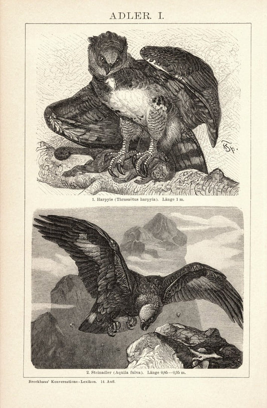 Adler I. Buchillustration (Stich) von 1897