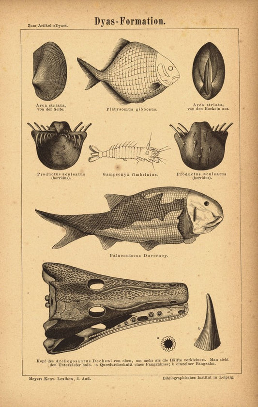 Dyas-Formation. Buchillustration (Stich) von 1875