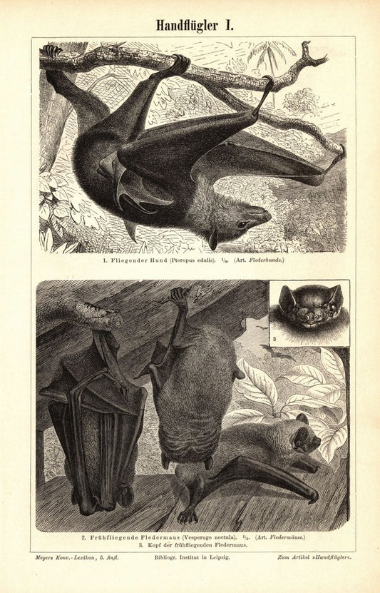 Handflügler, Fledermäuse. Buchillustration (Stich) von 1895