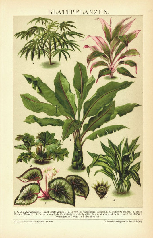 Blattpflanzen. Lithographie von 1894