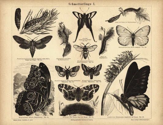 Schmmetterlinge I. Buchillustration (Stich) von 1878