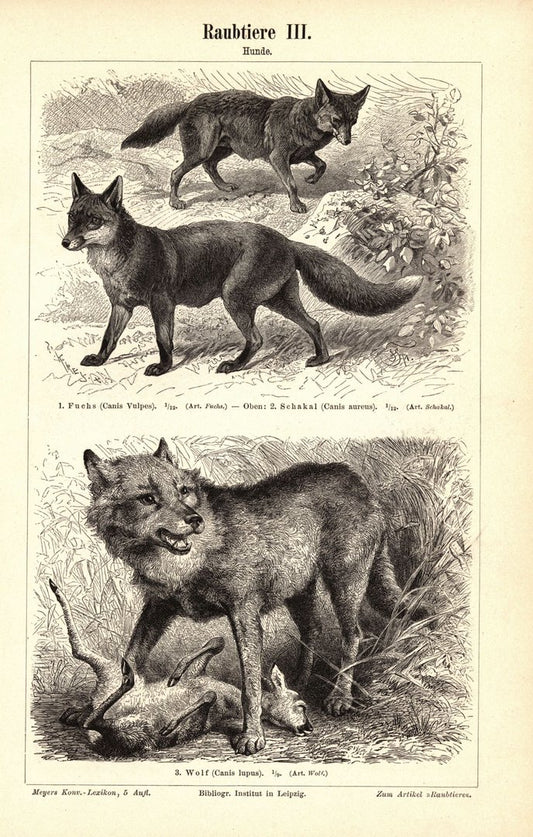 Raubtiere, Hunde und Schleichkatzen. Buchillustration (Stich) von 1897