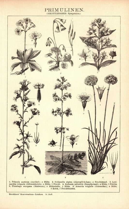Primulinen. Buchillustration (Stich) von 1897