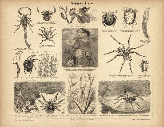 Spinnentiere. Buchillustration (Stich) von 1878