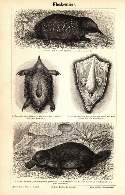 Kloakentiere, Schnabeltier u.a. Buchillustration (Stich) von 1896