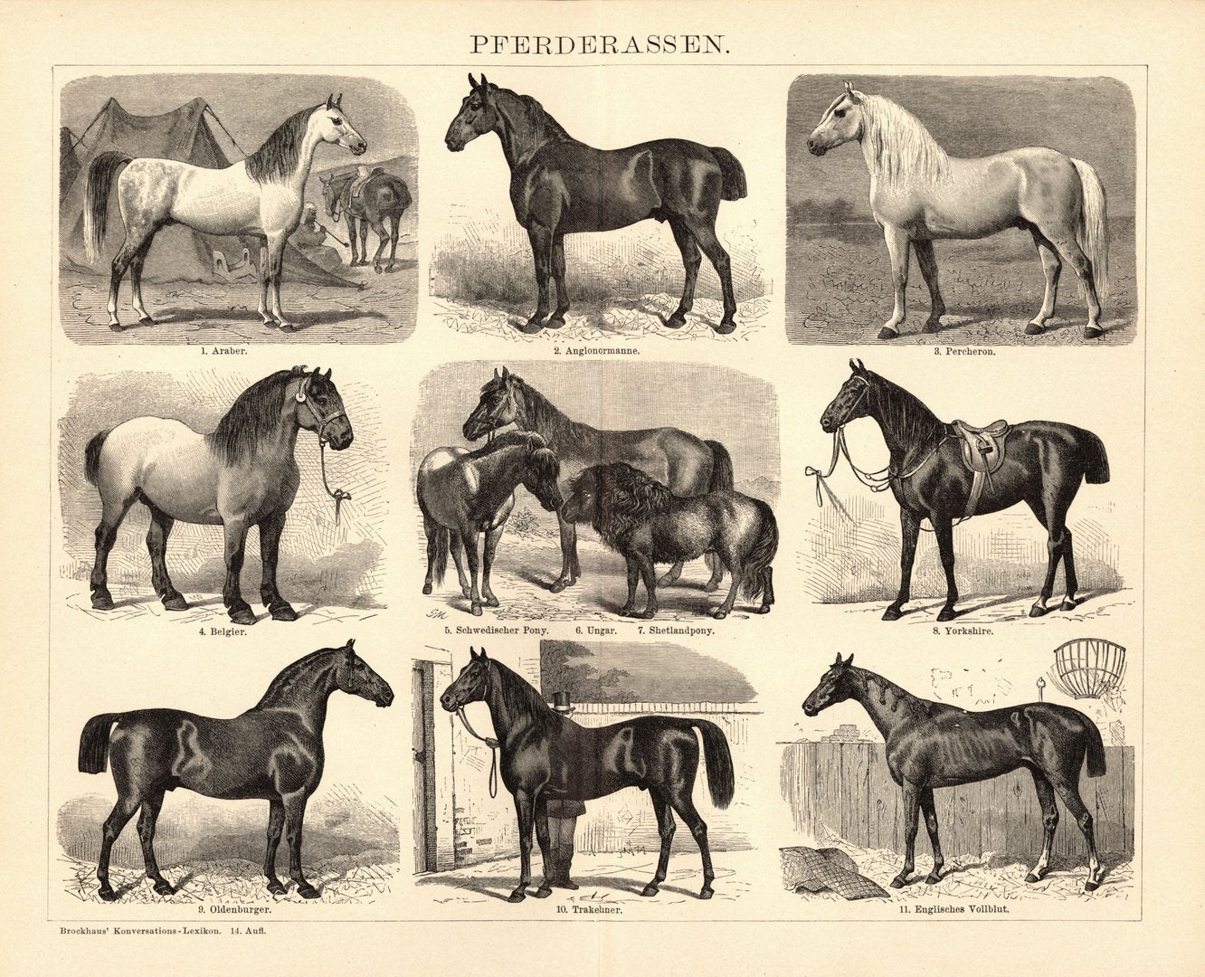 Pferderassen. Buchillustration (Stich) von 1897
