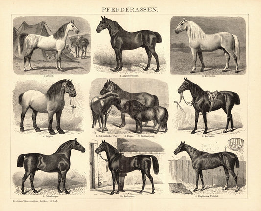 Pferderassen. Buchillustration (Stich) von 1897