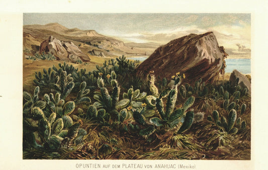 Opuntien Kakteen auf dem Plateau von Anahuac, Mexiko. Lithographie von 1887
