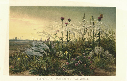 Federgras auf der Steppe in Südrussland. Lithographie von 1887