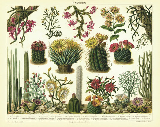 Kakteen. Lithografie von 1894