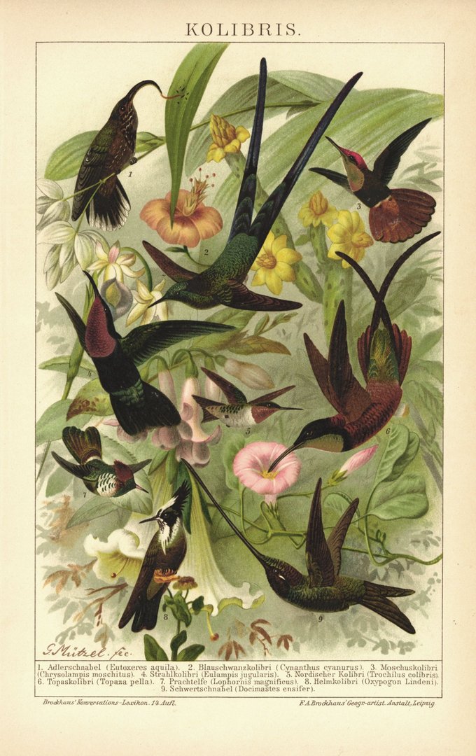 Kolibris. Lithographie von 1894