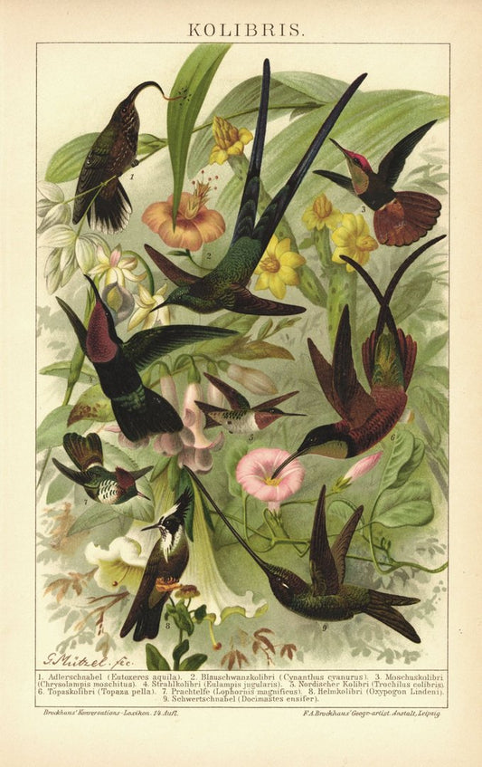 Kolibris. Lithographie von 1894