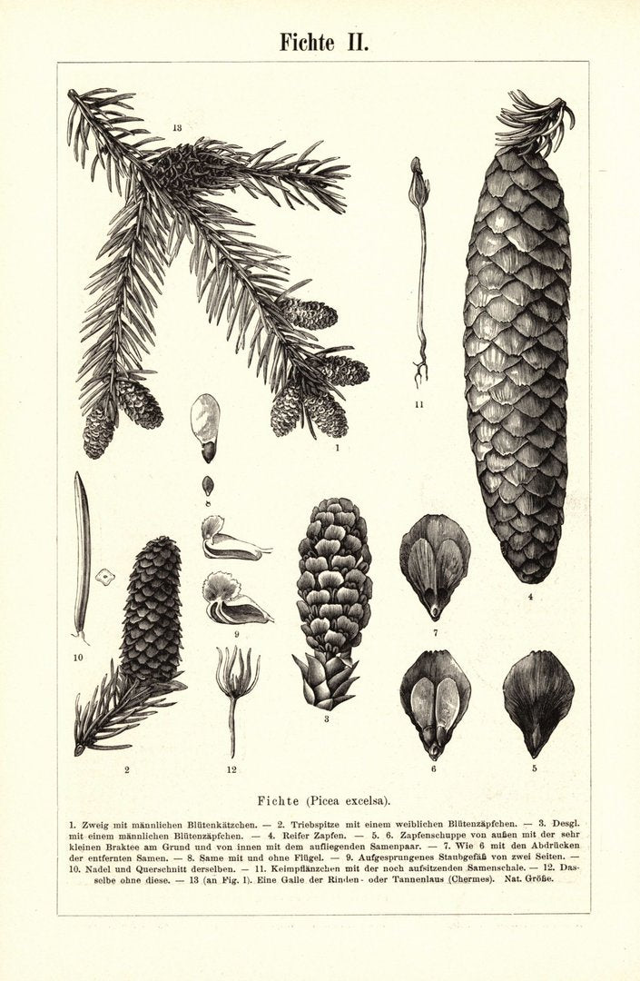Fichte. Buchillustration (Stich) von 1895