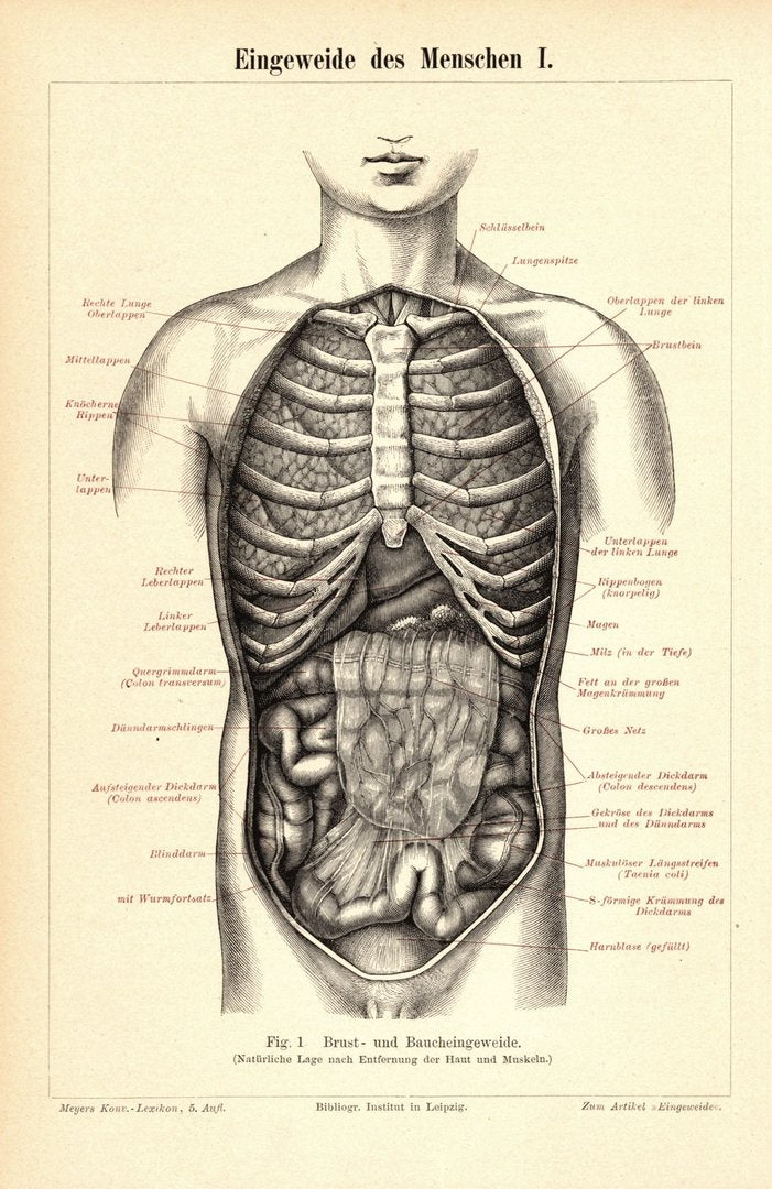 Eingeweide des Menschen I. Buchillustration (Stich) von 1895