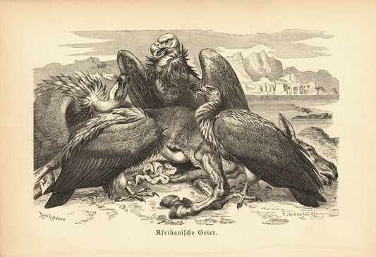 Südeuropäische Geier, Vogel . Buchillustration (Holzschnitt) von 1890