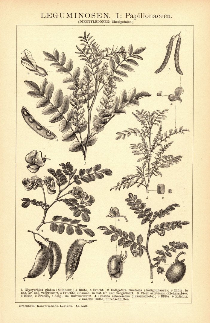 Leguminosen I-II. Buchillustration (Stich) von 1897