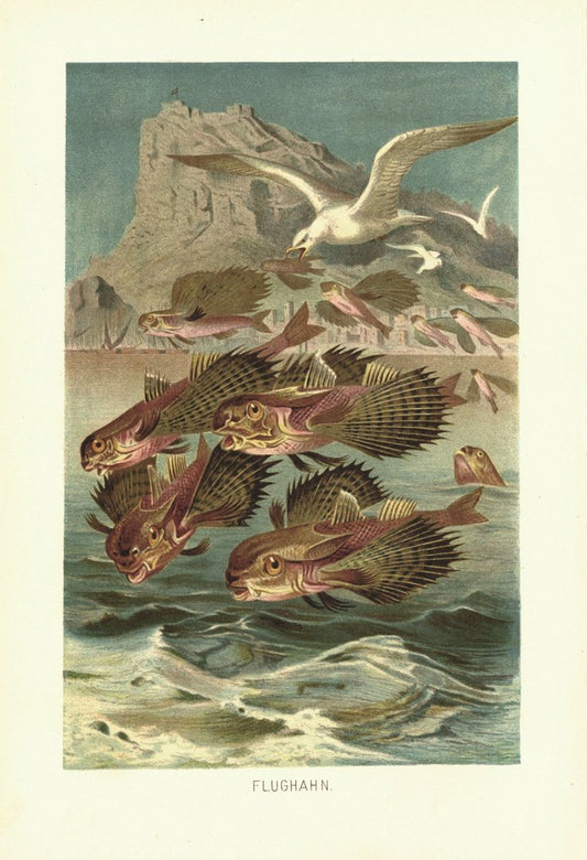 Flughahn, Fisch. Lithografie von 1890
