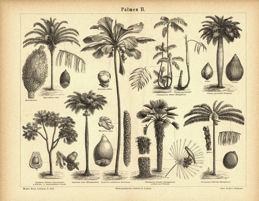 Palmen II. Buchillustration (Stich) von 1877