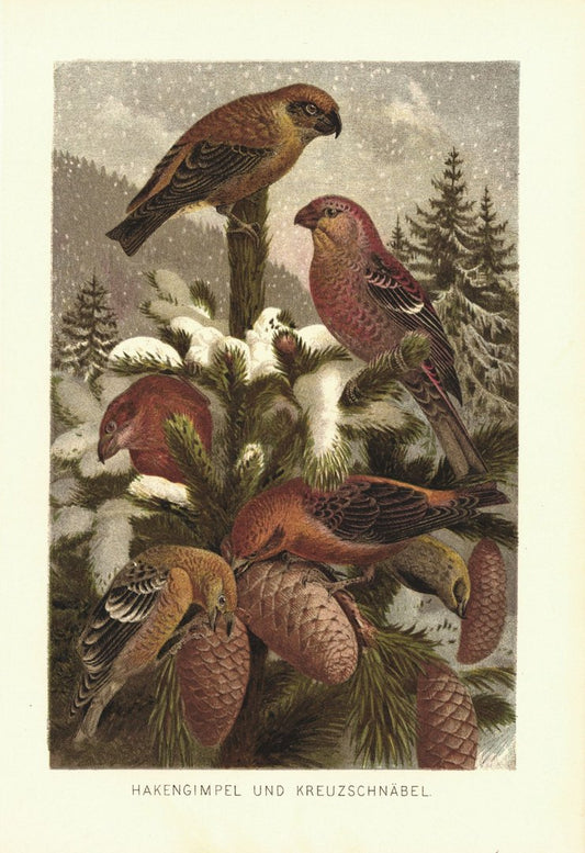 Hakengimpel und Kreuzschnäbel Vögel. Lithografie von 1890