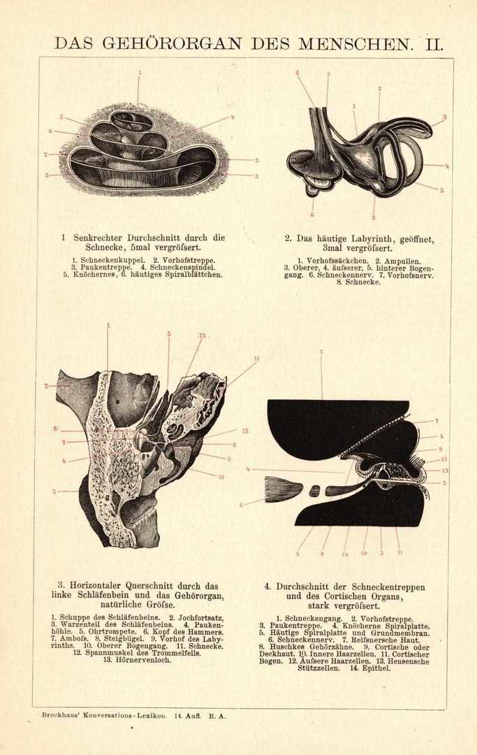 Das Gehörorgan des Menschen. Buchillustration (Stich) von 1897