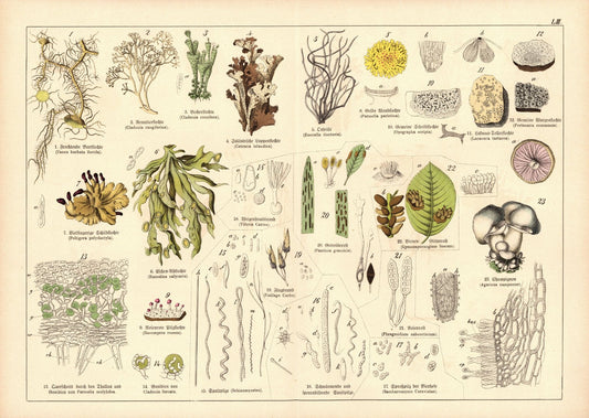 Pflanzen, z.B. Campignon. Farblithografie von 1887. Tafel  53