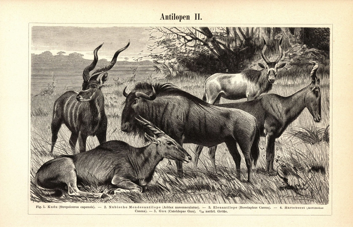 Antilopen. Buchillustration (Stich) von 1893