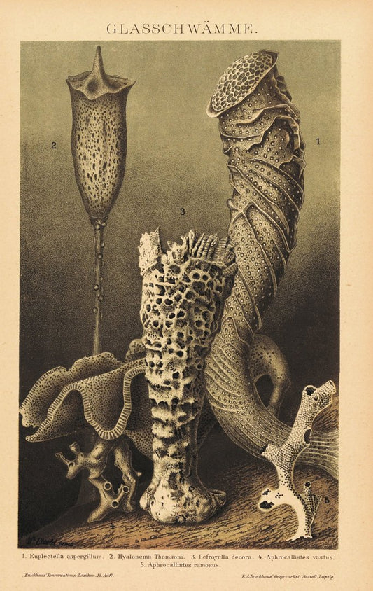 Glasschwämme . Lithografie von 1920