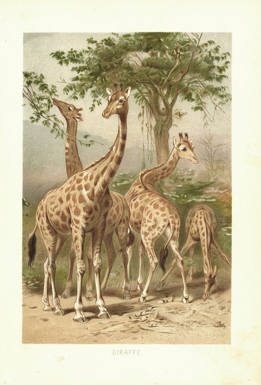 Giraffe. Lithografie von 1890